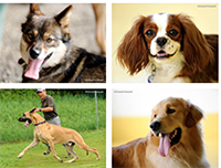 ［お知らせ］犬種図鑑に写真モードを追加しました
