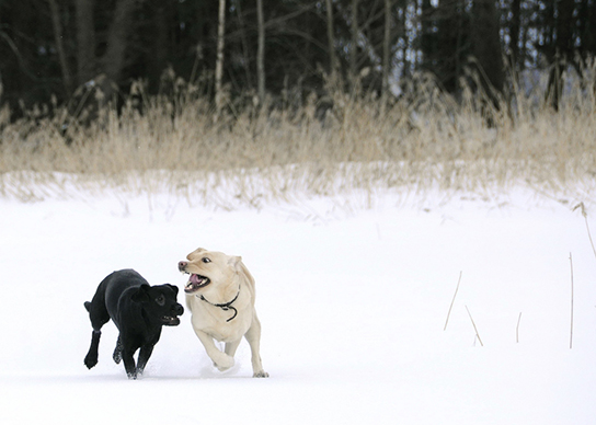 ［連載］犬とフードと栄養と（15）冬の寒さには体脂肪が必要