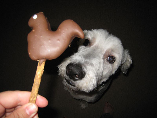 ［連載］犬とフードと栄養と（16）犬にもバレンタインデー。でもチョコはちょっと待って！