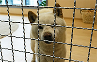 保護犬と出会える店「GREEN DOG湘南」が本日オープン。“フードショップ”の枠を超えた画期的な取り組みに注目