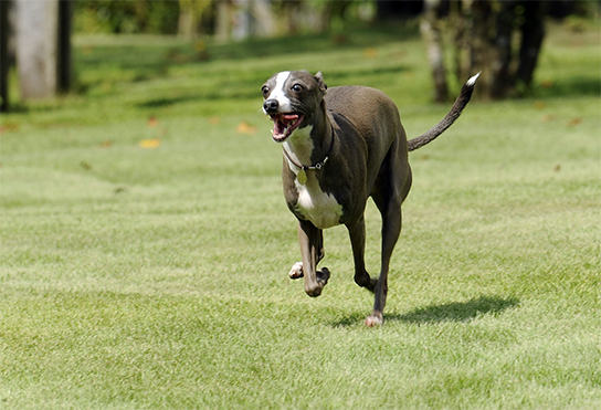 日本で最も寿命が長い犬種はイタリアン・グレーハウンドで、犬の死因トップは「腫瘍」。アニコム損害保険が、自社データから犬の平均寿命を算出
