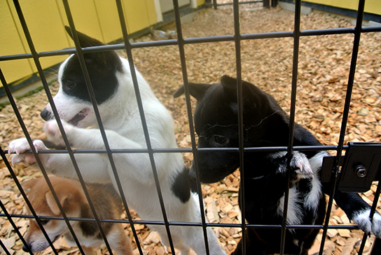 犬を救うということ。犬を譲渡するということ（3）ーーーピースワンコ・ジャパンが語る、犬の保護譲渡活動